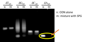 図1. ゲル電気泳動